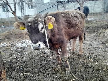 уй животный: Продаю | Музоо, торпок | Алатауская | Для разведения, На откорм — 3