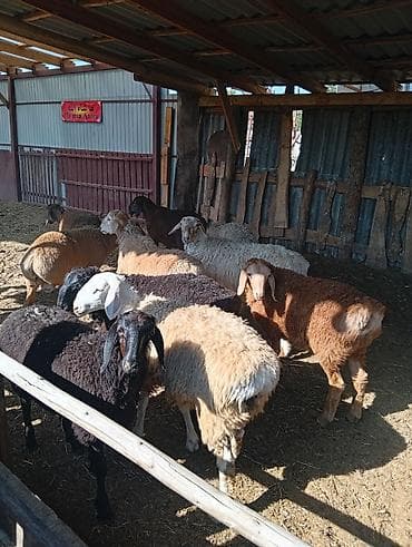 карликовые козы купить: Продаю | Овца (самка) | Для разведения | Матка — 3