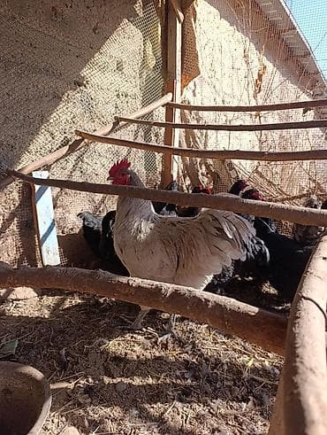 вислоухий сиамский кот: Продаю | Петух | Домашняя | Для разведения — 4