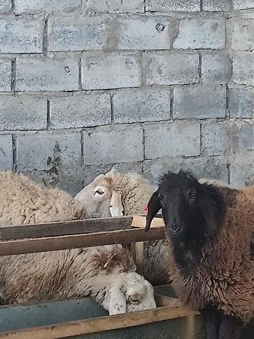 Продаю | Овца (самка) | Полукровка | Для разведения | Матка