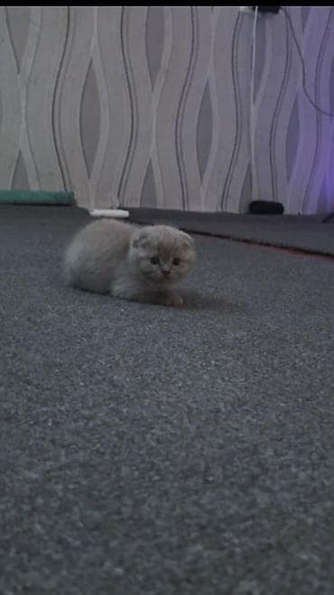 котята сиамской кошки: Шотландский вислоухий котёнок (Scottish Fold), окраса голубой/серый — 4