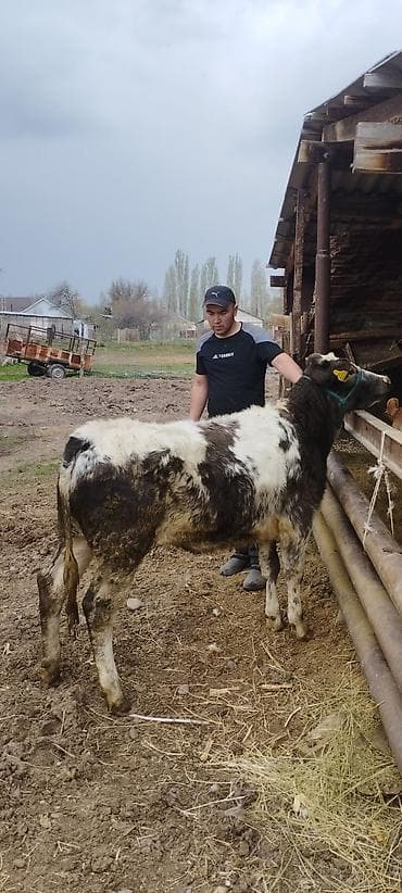 бычки месячные: Продаю | Бык (самец) | Полукровка | На откорм | Привязанные — 5