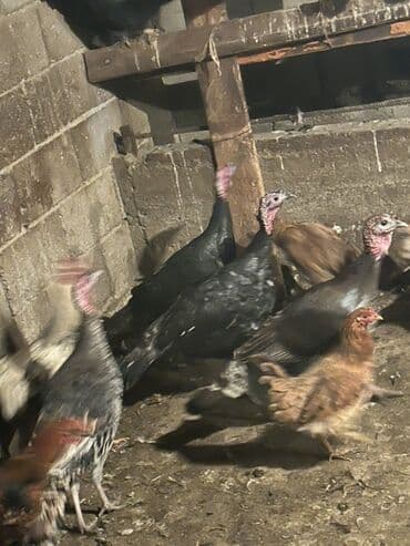 кошка рэгдолл: Продаю | Индюк (самец) | Для разведения | Племенные — 8