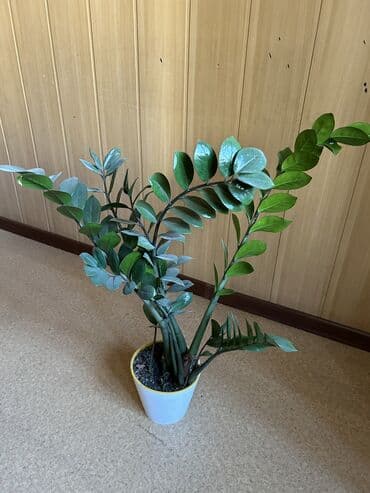 где купить саженцы клубники: Фикус большой 
1000 сом
Есть долларовое дерево 3шт, каждый по 500 сом — 2