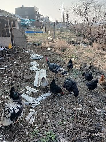 Другие животные: Продаю | Индюк (самец) | Черный принц | Для разведения | Племенные — 5