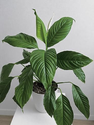 Спатифиллум (Spathiphyllum) - Декоративно-лиственное комнатное — 1