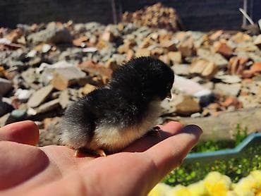 бенгальские кошки бишкек: Продаю | Цыплята | На забой, Несушки — 1