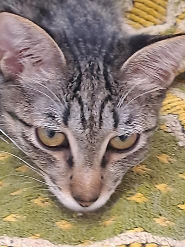животные купить: Котята и молодые кошки, домашние любимцы разных окрасов: - Черный — 3