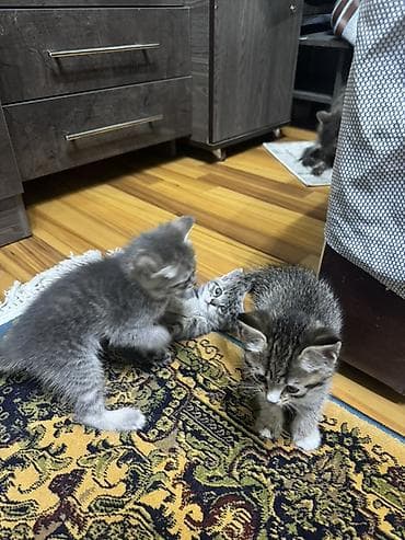 шотландские кошки цена: Скотиш Фолд (Шотландская вислоухая), 2 месяца, Девочка, Серый, Метис — 3