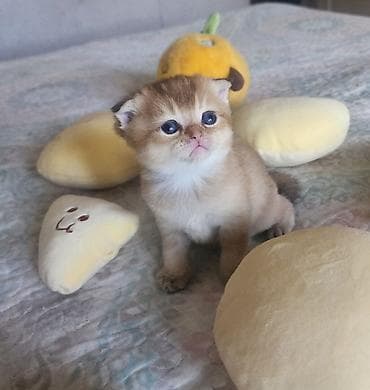 Продажа кошек: Скотиш Фолд (Шотландская вислоухая), 1 месяц, Девочка, Золотая шиншилла, Проглистована — 4