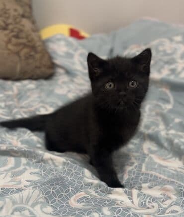 куда отдать кошку бишкек: 2 месяца, Мальчик, Черный, Метис, Приучена к лотку — 2
