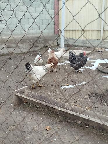 все для животных: Дамашный тооктор сатылат 5 тоок 1 короз бар активный алмашу жолдору — 6