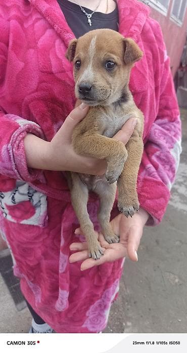 хомяк домашний купить: Отдам щенков Особенности: - шерсть плотная, короткая, легко — 3