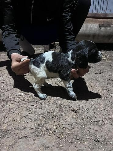 питбуль щенок черный: Щенки английского кокер-спаниеля, черно-белые (пегие/крап) окрасы. - — 5