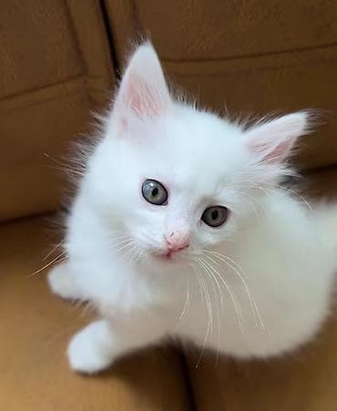 Скотиш Страйт (Шотландская прямоухая), 2 месяца, Девочка, Белый, Приучена к лотку at lalafo.kg Скотиш Страйт (Шотландская прямоухая), 2 месяца, Девочка, Белый, Приучена к лотку