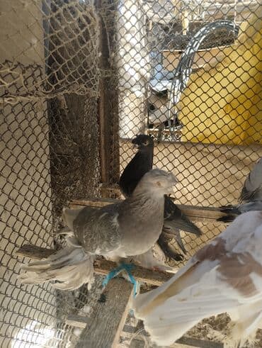борщ кой: СРОЧНО ПО 350 СОМ оптом город ТОКМОК Породистые декоративные голуби с — 18