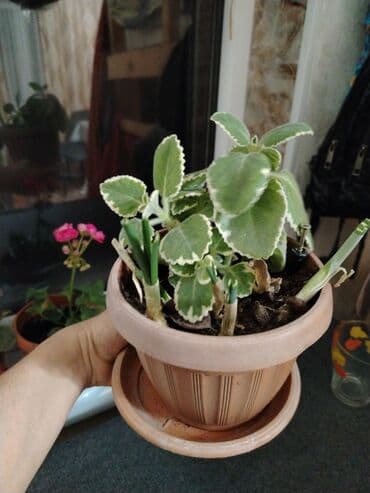 памперсы бишкек: Обмен на 1 л растительного масла. Лимоник раскидестый. Район — 1