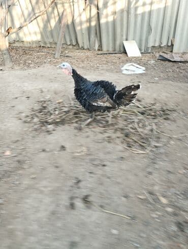 бишкек купить ноутбук: Электрокамин Firelight, 2000 Вт, Светодиодная технология (LED) — 4