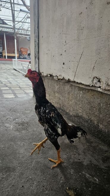 продаю ящики: Продаю | Петух | Бойцовая | Для разведения — 3