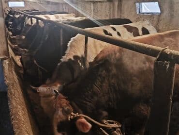 Иттер: Сатам | Бука (эркек) | Аргын | Бордоп семиртүү үчүн | Байланган — 4