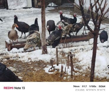 Собаки: Продаю | Индюк (самец) | Полукровка | Для разведения | Племенные — 1