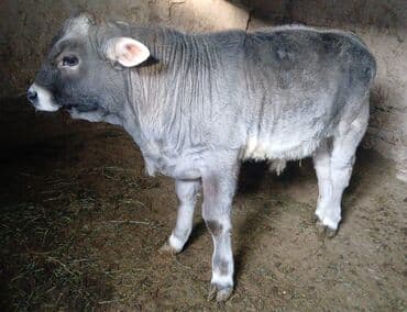 сойгонго кой сатылат: Сатам | Бука (эркек) | Швиц | Көбөйтүү үчүн | Жасалма уруктандырылган — 5