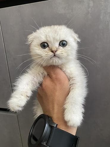 Шотландский вислоухий котёнок (Scottish Fold) Предлагается к продаже