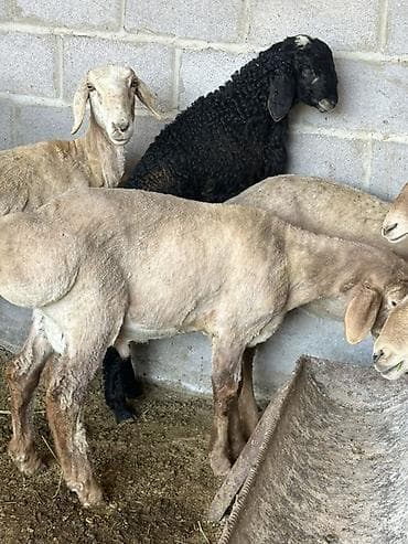 венгерская овчарка: Продаю | Овца (самка) | Для разведения | Матка — 10