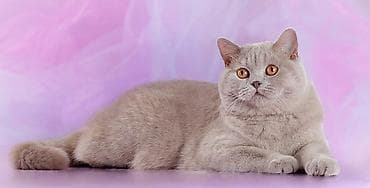 жаныбарлар ат: Британская короткошёрстная кошка, окрас лиловый (British Shorthair — 1