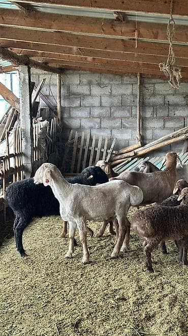 породистые собаки в бишкеке: Продаю | Баран (самец) | Для разведения | Племенные — 6