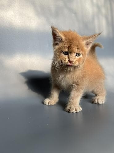 кошка британская: Предлагаются к продаже шикарные котята мейн-кун от породных — 5