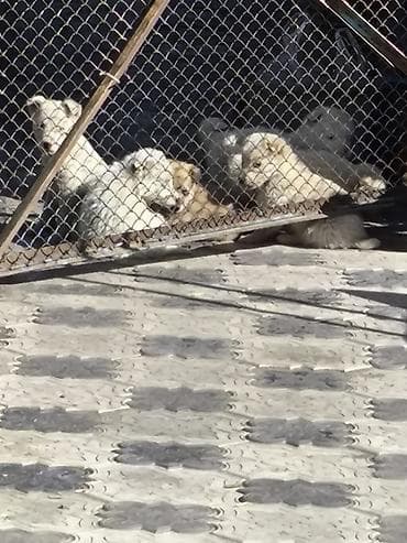 пидбуль щенок в оше эркек: Отдам в Хорошие Руки. Приезжайте выбирайте. БЕСПЛАТНО !!!. Дмитрий- — 1