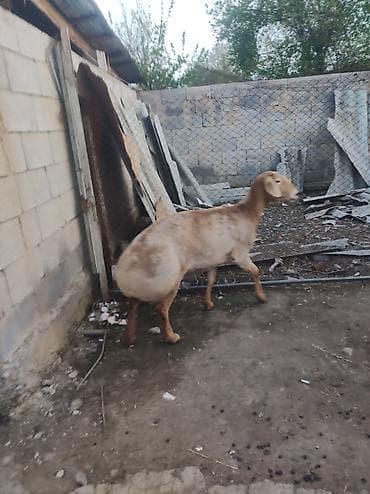 баранина живой: Продаю | Овца (самка) | Для разведения — 5