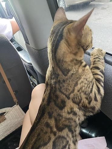 продаю баран сокулук: Бенгал, 2 жаш, Эркек, Лотокко барууга үйрөтүлгөн — 3