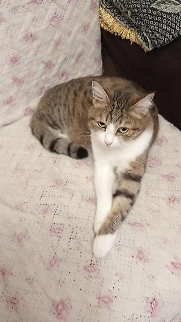 продать кошку: Пара домашних кошек - Кошка 1: тигрово-пятнистая с белой грудкой и — 1