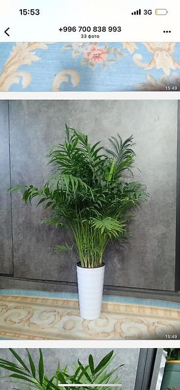 Орхидеялар: Комнатные растения — подборка декоративных видов в горшках 1) — 10