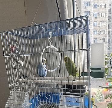 рыбы купить: Попугаи волнистые пара — 1