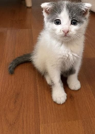 Котёнок с редкими загнутыми ушками (тип «скоттиш фолд» окрас