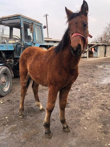 Собаки: Продаю | Жеребенок | Рабочий — 1
