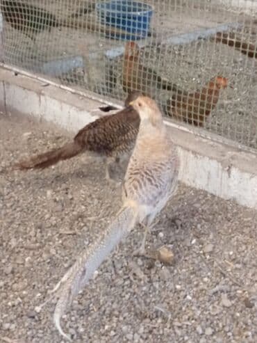 Ковролин: Продам золотых и лимонных фазанов этого года парами и по отдельности — 4