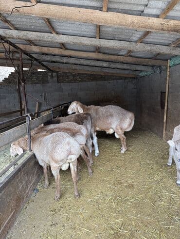 продаю в связи с переездом: Продаю | Баран (самец) | Для разведения | Племенные — 6