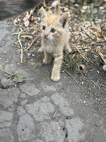 бенгал кошка цена: Отдам котят в добрые руки !!!
К лотку приучены — 3