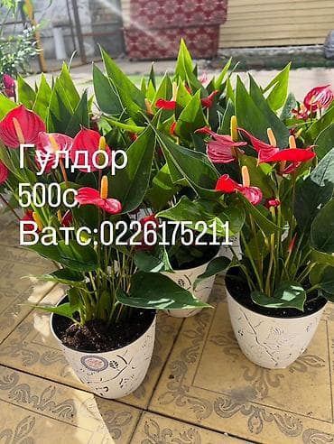 Денежное дерево: Комнатные цветы в горшках — готовые к украшению дома или офиса — 7