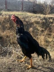 необычные животные: Продаю | Петух | Бойцовая | Для разведения — 2