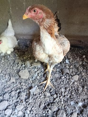 продам курей: Продаю | Куры | Бойцовая | Для разведения — 1