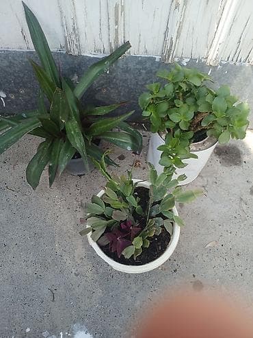 каланхоя: 3 горшка за 500сом кислица идекабрист в одном горшке, традесканция рео — 1