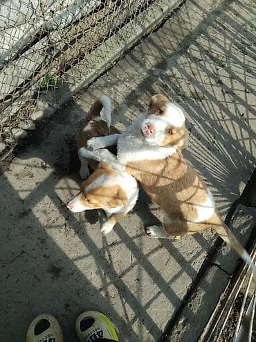 Продажа собак: Щенки средних размеров, активные и любопытные. Окрас рыже-белый с — 2