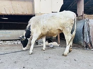 собаки тайган: Сатам | Уй (ургаачы) | Көбөйтүү үчүн | Байланган — 2