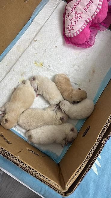 Продажа собак: Шпиц, 1 месяц, Самец, С прививкой — 5