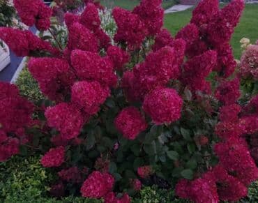 растения для аквариума: Гортензия Самарская Лидия есть в наличии пишем звоним кусты очень — 1